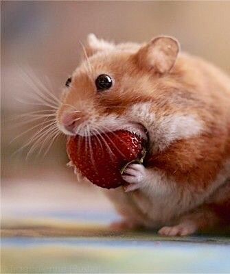 hamster-and-strawb