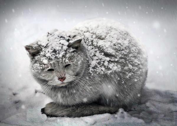 Cold cat