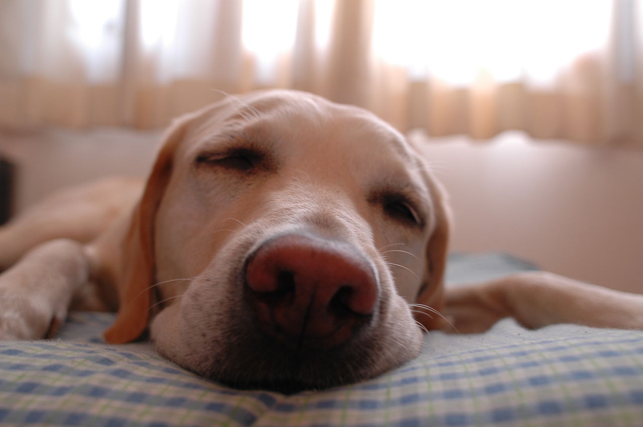 Sleeping dog