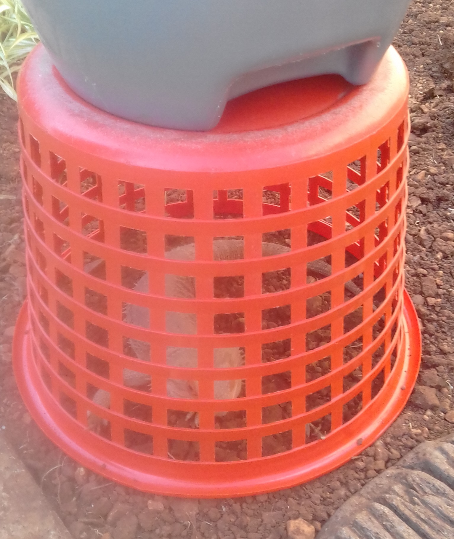 Bearded dragon (Benny)